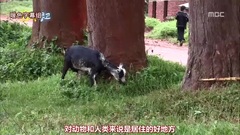 MBC 世上所有的旅行 E32 金炯逸的非洲刚果第4部 回忆的天堂-布卡武