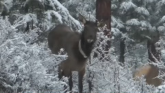 Today Snow