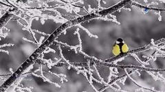 Tombe La Neige