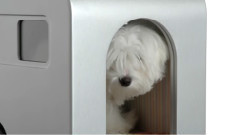 Rich Dog Kennel Is What Kind Of Luxury