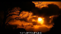 摘下满天星