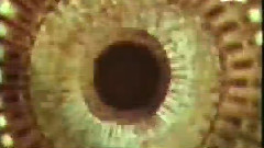 The Hypnotist