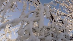 БЕЛЫЙ СНЕГ