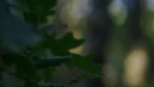 Amaia Montero - Te Voy A Decir Una Cosa (Videoclip)