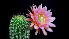 对花
