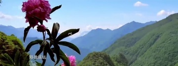 神草之恋