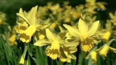 When Spring Comes