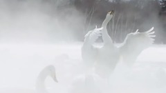 Secret Garden. Swan