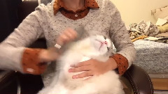 好看的布偶猫