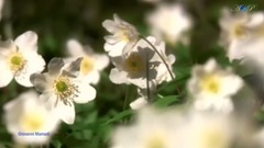 安然 Peacefully