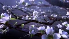 Ring Of Spring