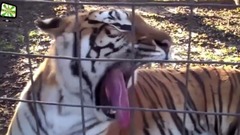 Real animals