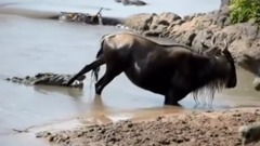 Wildebeest narrowly escape from crocodile mouth