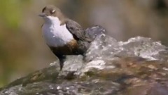 山溪