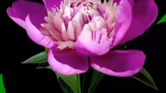 春暖花开