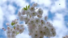 The Beauty Of Spring