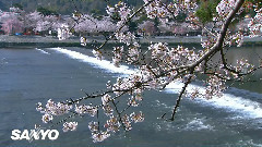 Color of the Kyoto