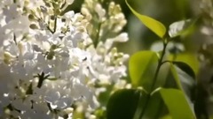 回来吧