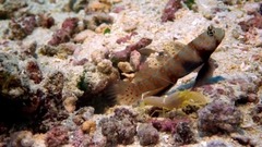 IMAX:珊瑚礁(IMAX Coral Reef Adventure)