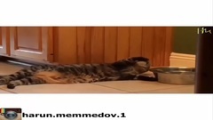 Harun Memmedov 2015