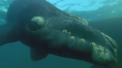 BBC:海洋巨物 Ocean Giants(1-3集)- 巨大的生命 Giant Lives