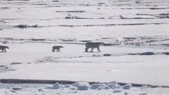 World Wildlife Fund Celebrate wildlife like polar bears this season