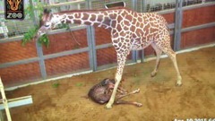 Birth of a giraffe at the Dallas zoo apr