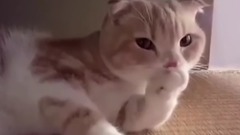 有趣的喵星人