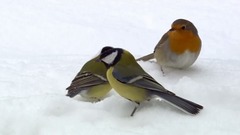 春之韵