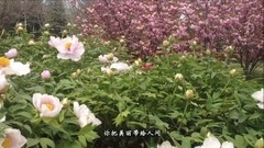 牡丹之歌