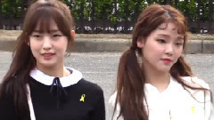樱花遍布的上班路上