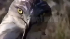 Eagle vs Lizard vs King Cobra vs Leopard