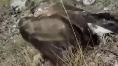 Eagle vs Snake Real Fight Eagle Attack Snakes ☆ Amazing Animal
