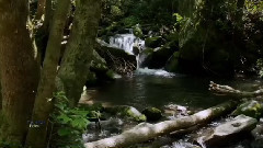Felitsa