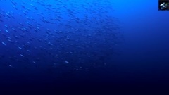 Sea's Deep