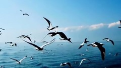 Free as a Bird