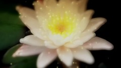 睡莲2015加长版