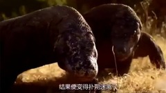 科莫多巨蜥