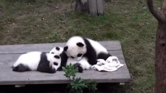 成都熊猫乐园