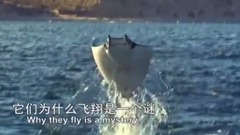 风景,音乐短片 - 飞来飞去的魔鬼鱼