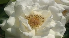 Botanical Gardens