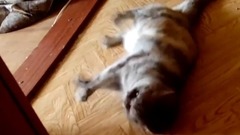 Судорога