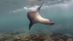 Galapagos Islands