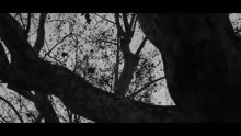 Antonello Venditti - Forever (videoclip)