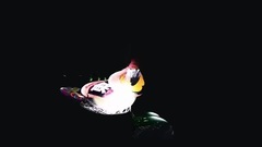 Alt-J - Adeline