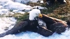 Best Eagle Attacks; World's Largest and Deadliest, Part 2, Bald and Golden Eagles!
