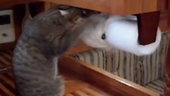 Cats are so funny you will die laughing