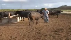 Cria o de búfalos