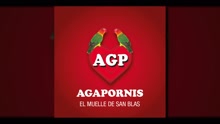 Agapornis - En El Muelle De San Blas (Pseudo Video)