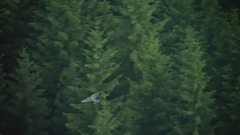 空山寂寂